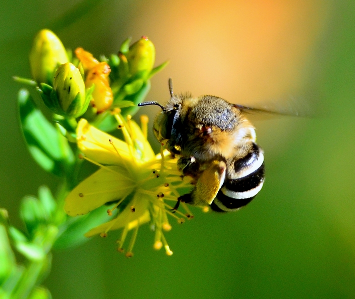 Apidae: Megachilinae? No. Anthophorinae